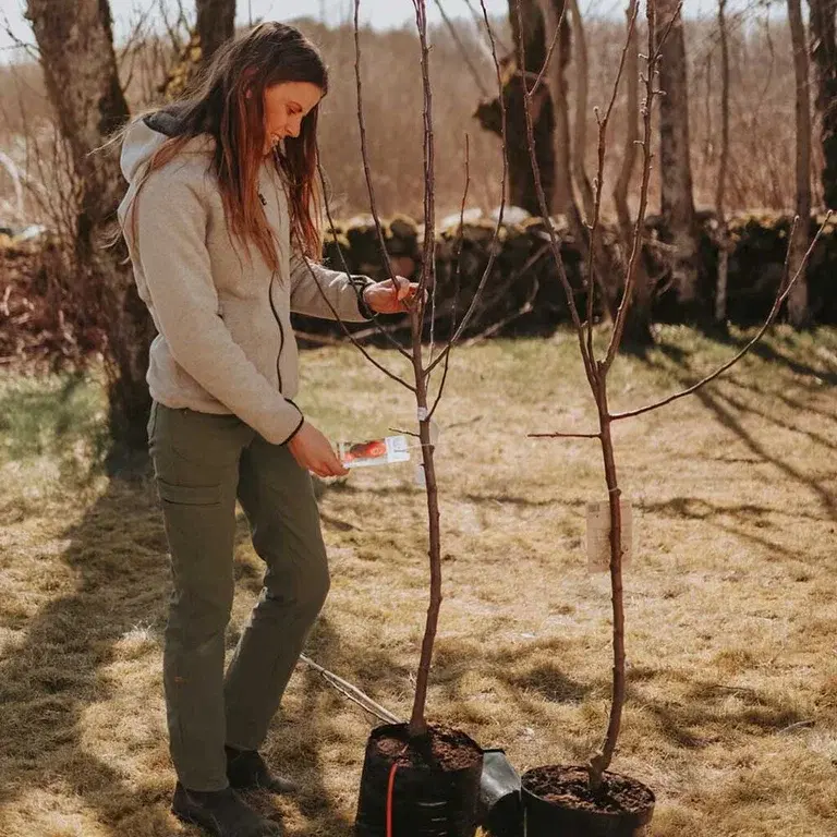 Choose the right apple tree for your garden