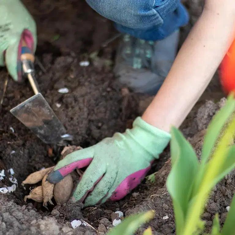 Vårløk – alt du trenger å vite om høstblomstrende løk