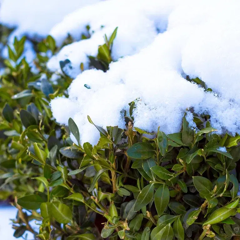 Evergreen shrubs - How to succeed