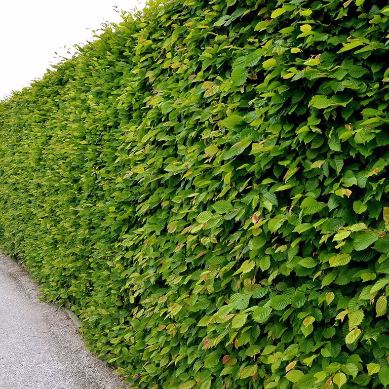 Agnbøk – planting og stell 