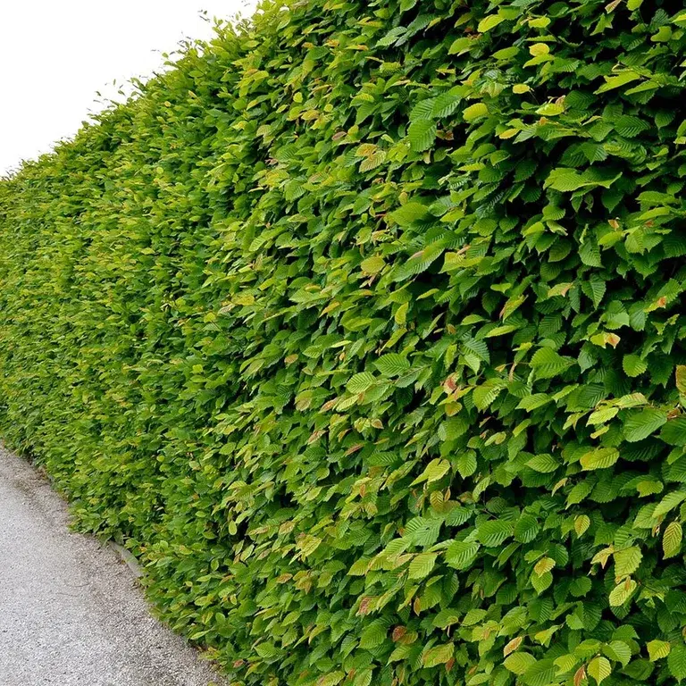 Agnbøk – planting og stell 