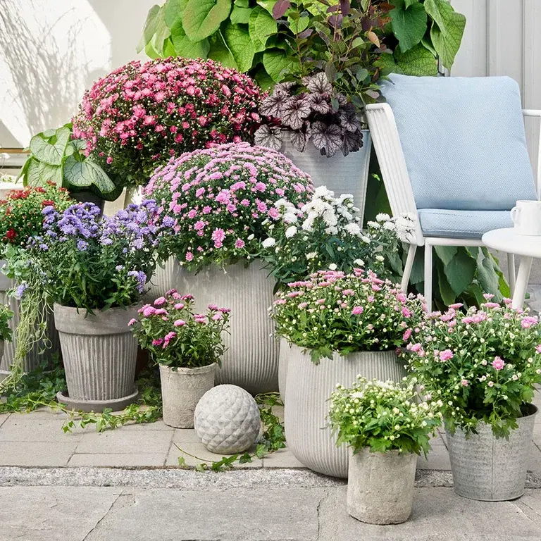 Chrysanthemums – planting and care