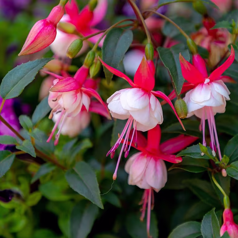 Fuchsia – planting and care