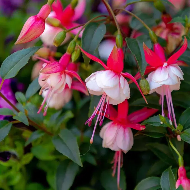 Fuchsia – planting og stell