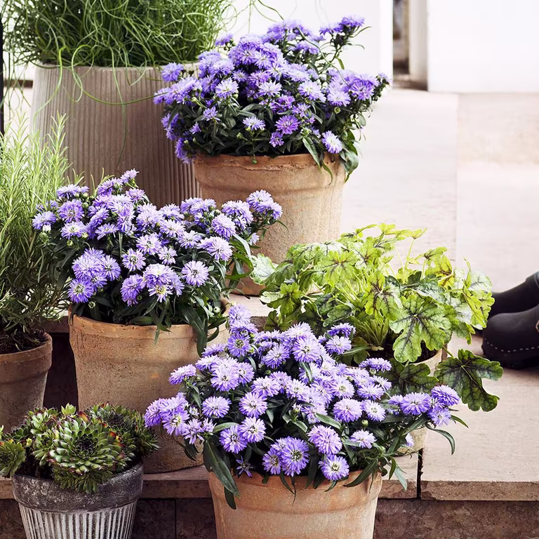 Asters – planting og stell 