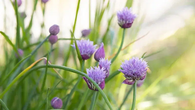 Chives – how to grow your own