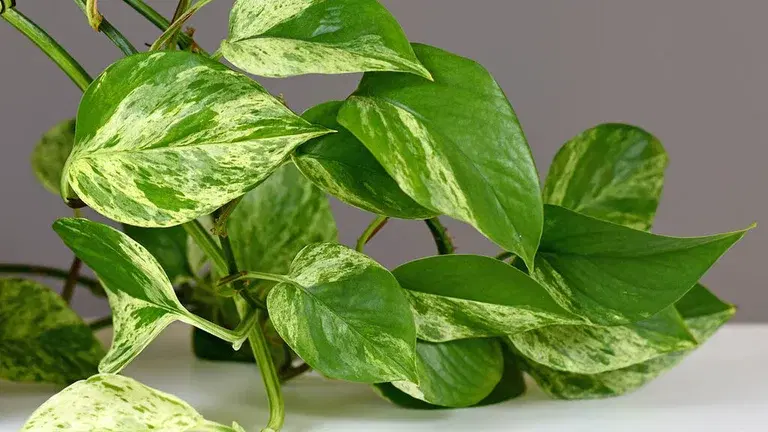 Gullranke – fakta og råd om stell