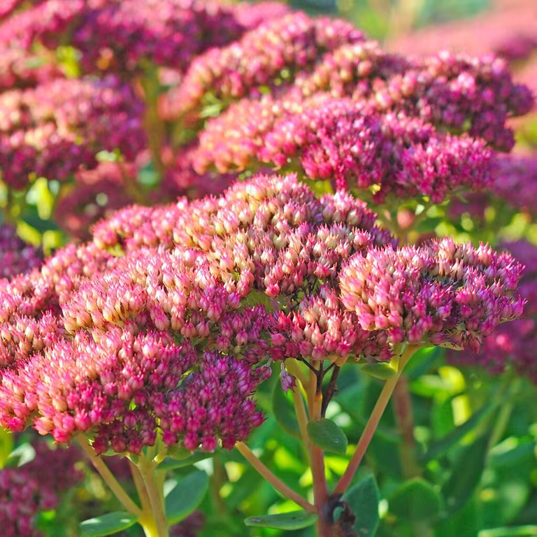 Hagesmørbukk – planting og stell 