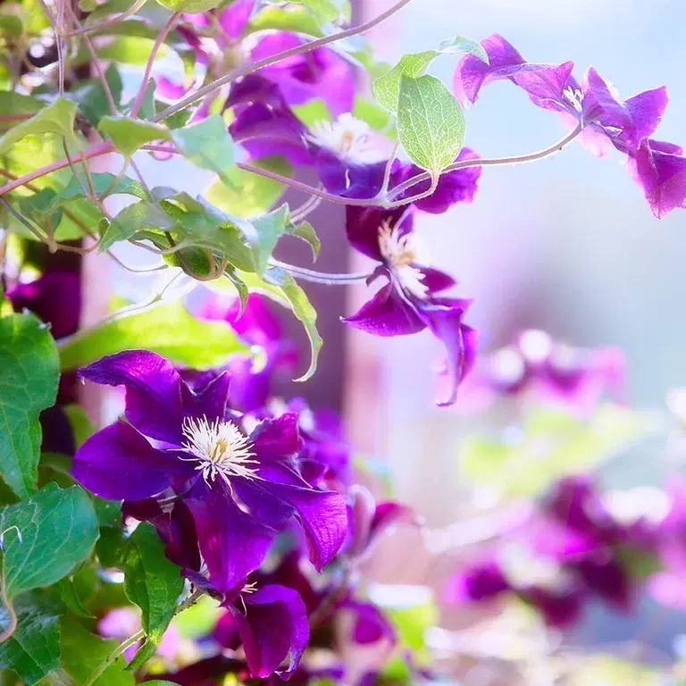 Climbing plants – planting and care