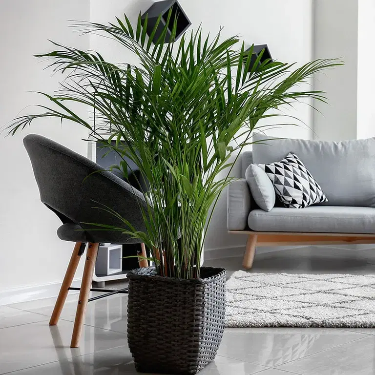 Arekapalme – fakta og råd om stell