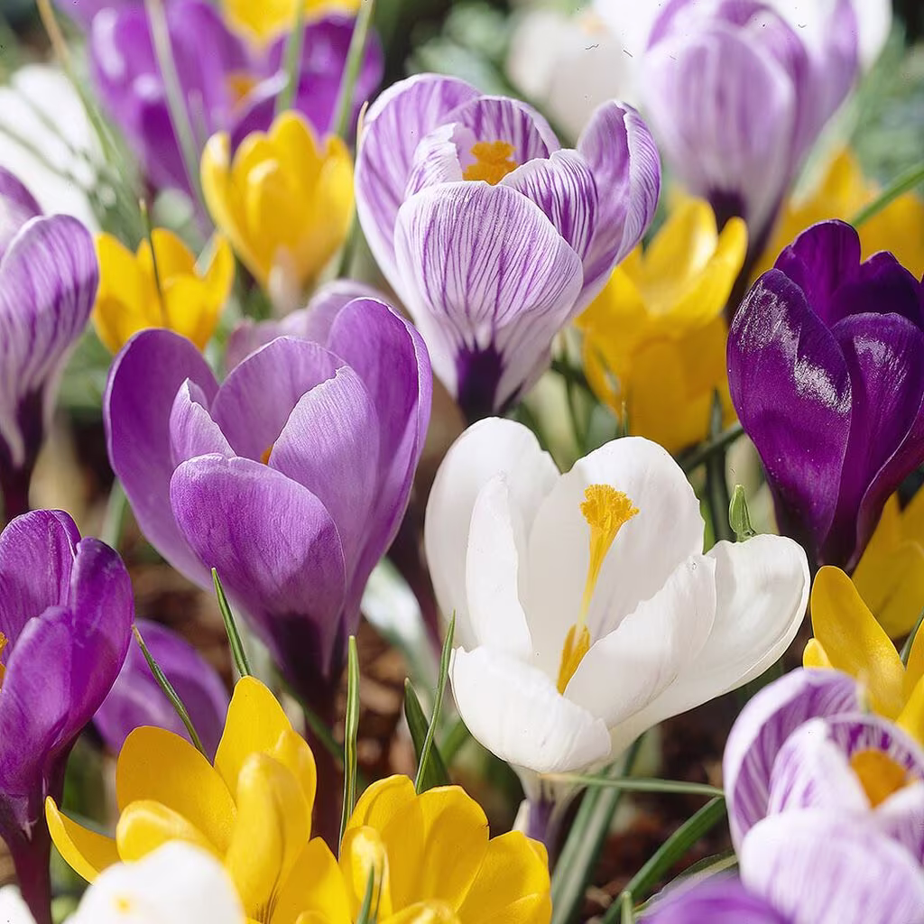 Krokus – planting og stell 