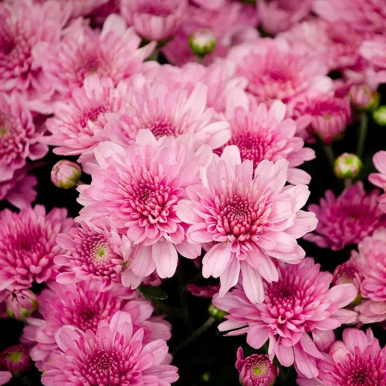 Krysantemum – fakta og råd om stell