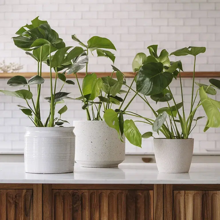 Monstera (vindusblad) – fakta og råd om stell 