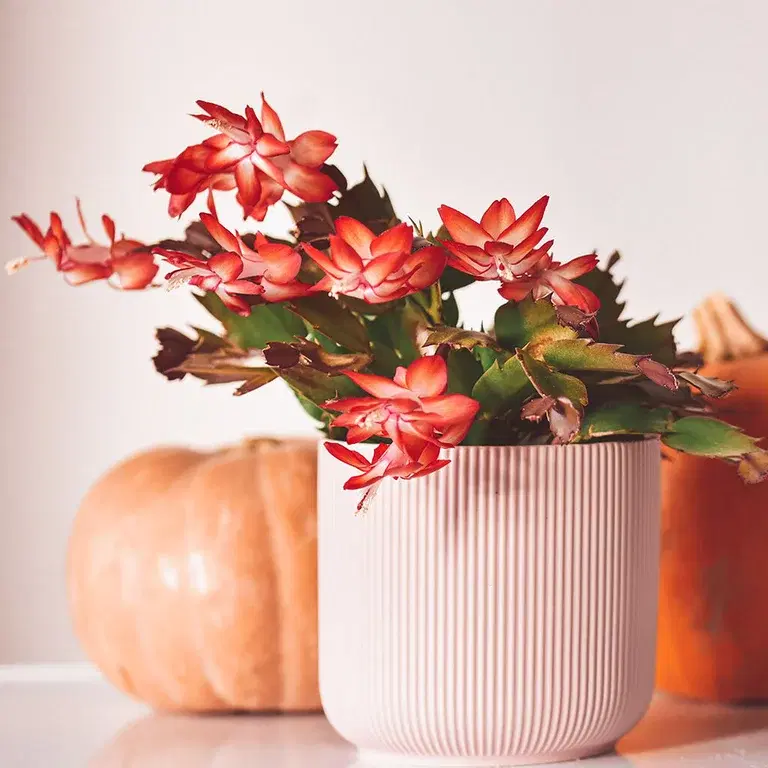 Novemberkaktus – fakta og råd om stell 