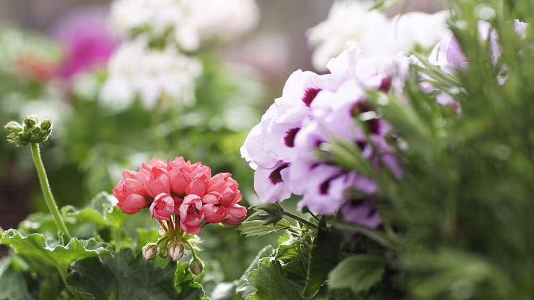 Pelargonium – Facts and care tips