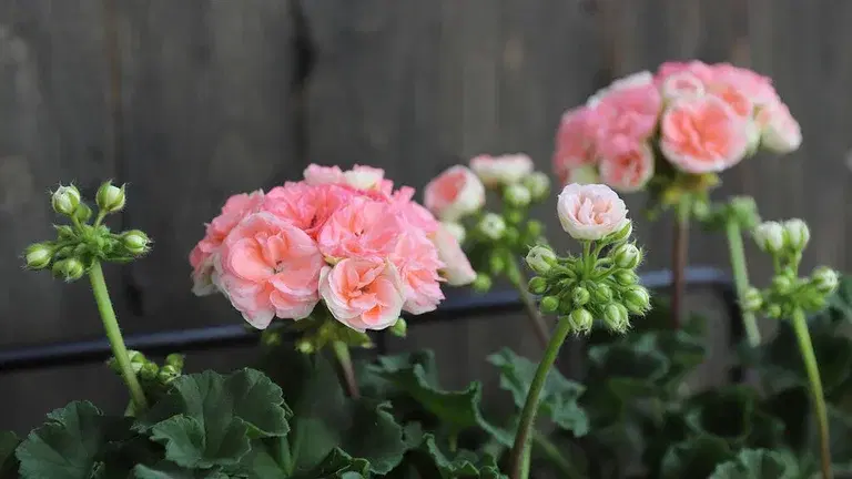Pelargonia ‘Astrid’