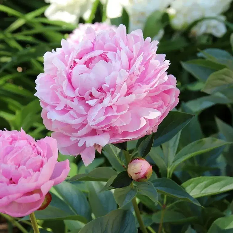 Peon (pion) – planting og stell 