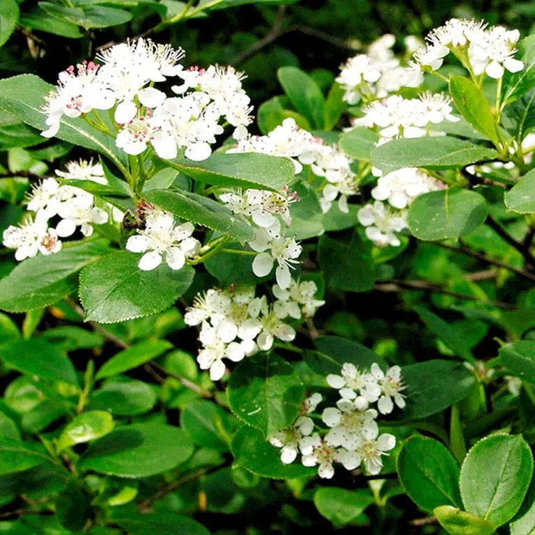 Purpursurbær – planting og stell 