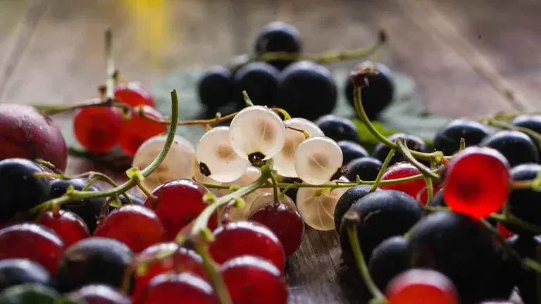 Currants and blackcurrants - this is how you grow your own
