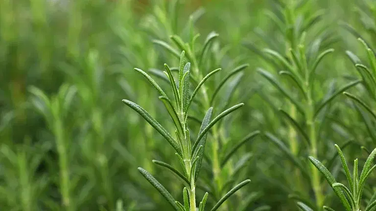 Rosemary – how to grow your own