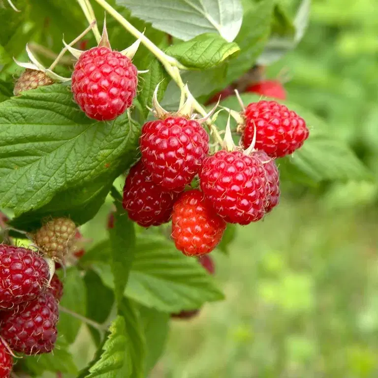 Raspberries – how to grow your own