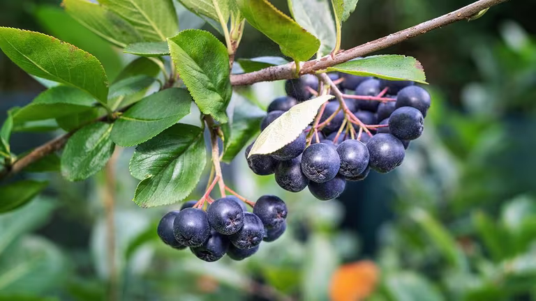 Aronia (svartsurbær) – planting og stell 