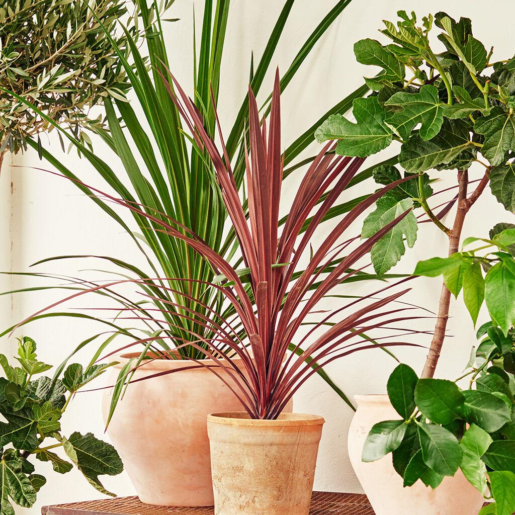 Other mediterranean plants