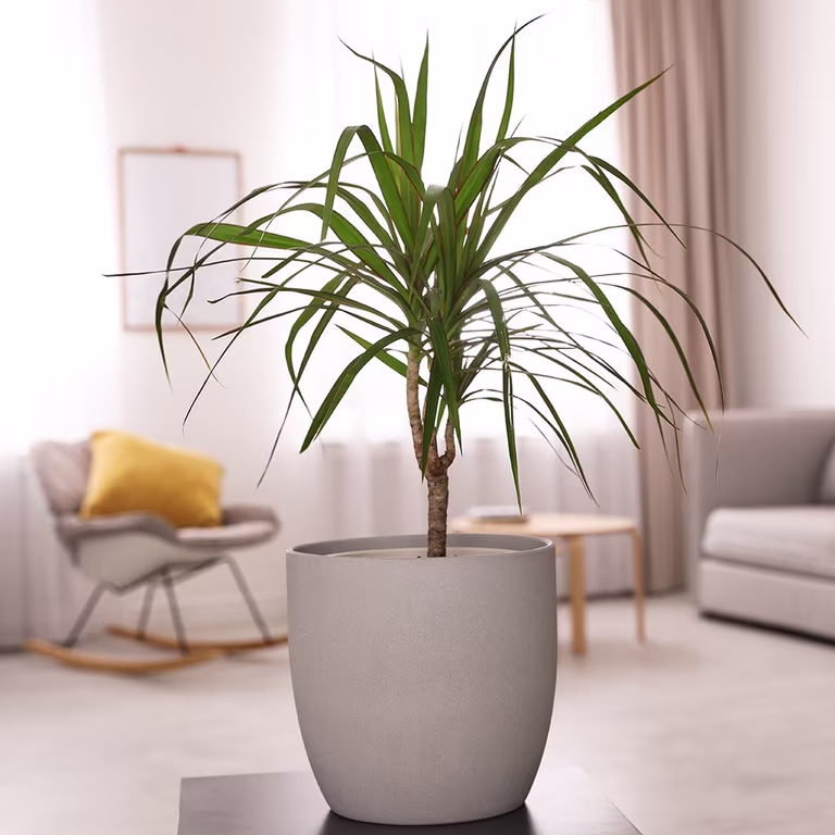Dragon tree – facts and advice on care