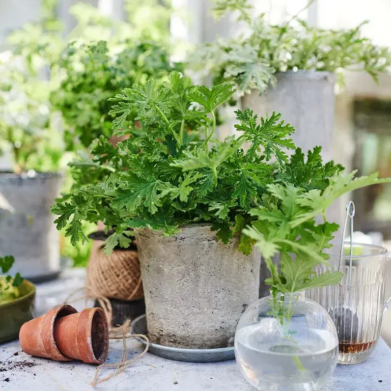 Duftpelargonia