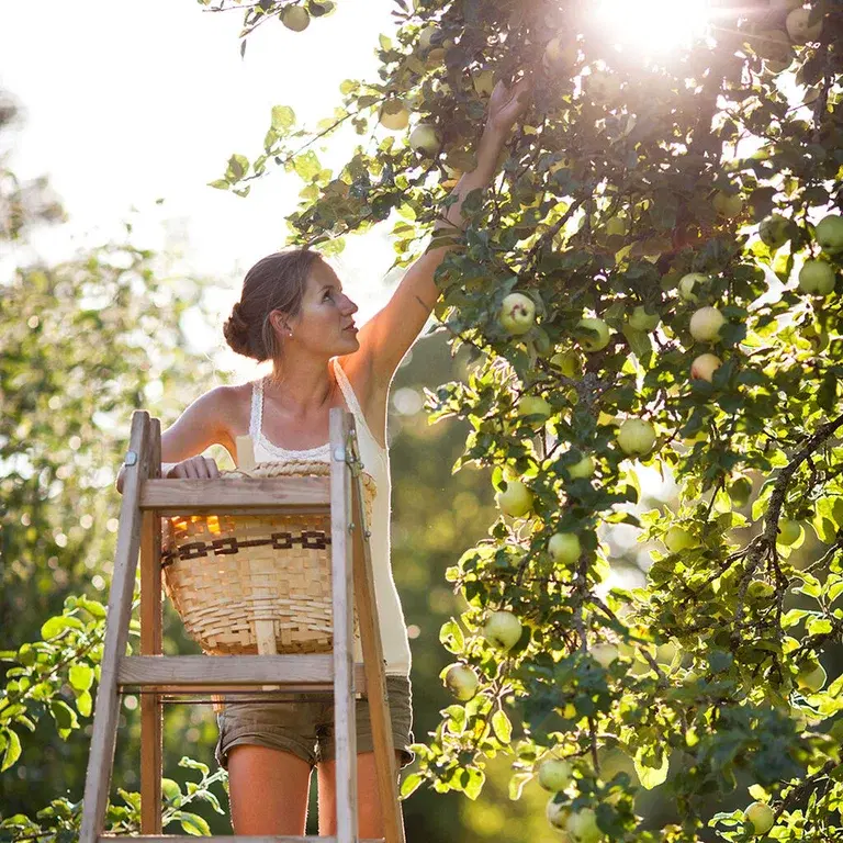 Epletre – planting og stell