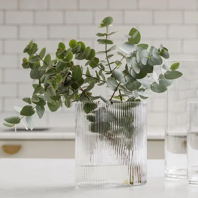 Eukalyptus – fakta og råd om stell 