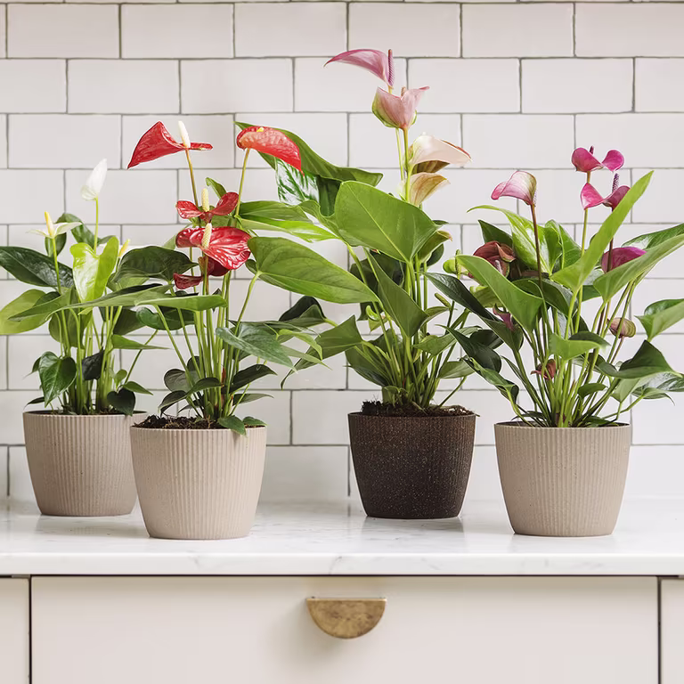 Flamingoblomst – fakta og råd om stell