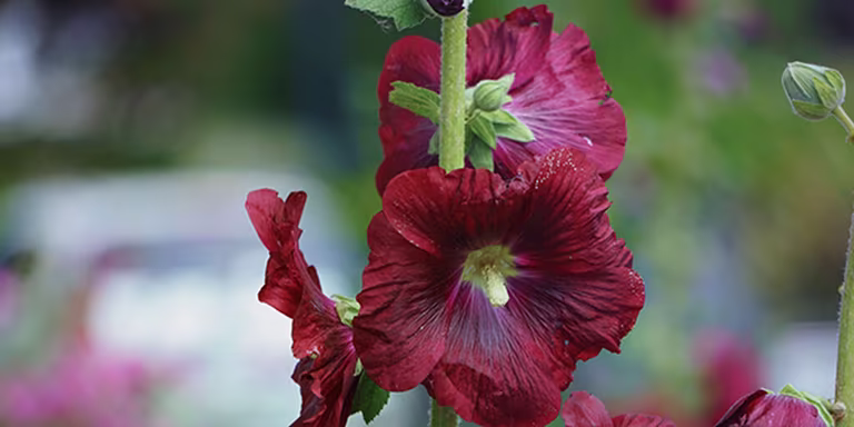 Hollyhock – planting and care