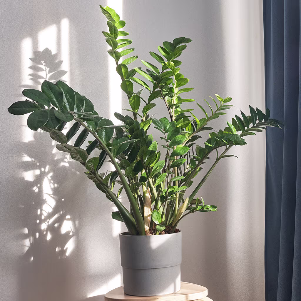 Smaragdpalme – fakta og råd om stell