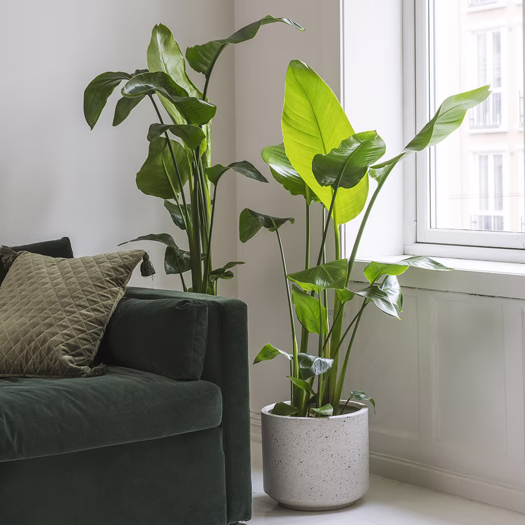 Strelitzia – fakta og råd om stell