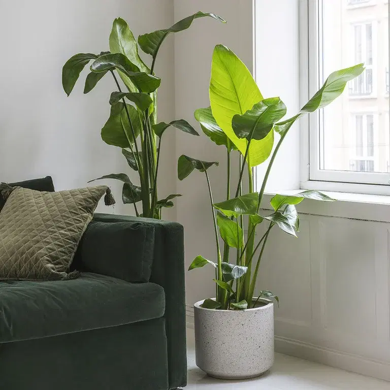 Strelitzia – fakta og råd om stell