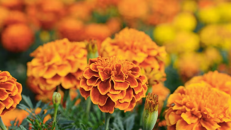Tagetes (fløyelsblomst) – planting og stell 
