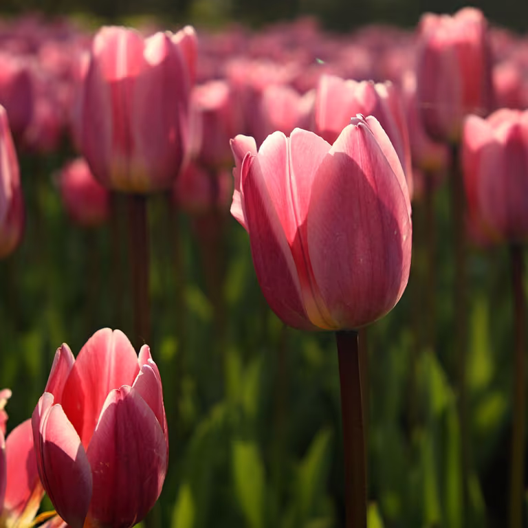 Tulip – planting and care