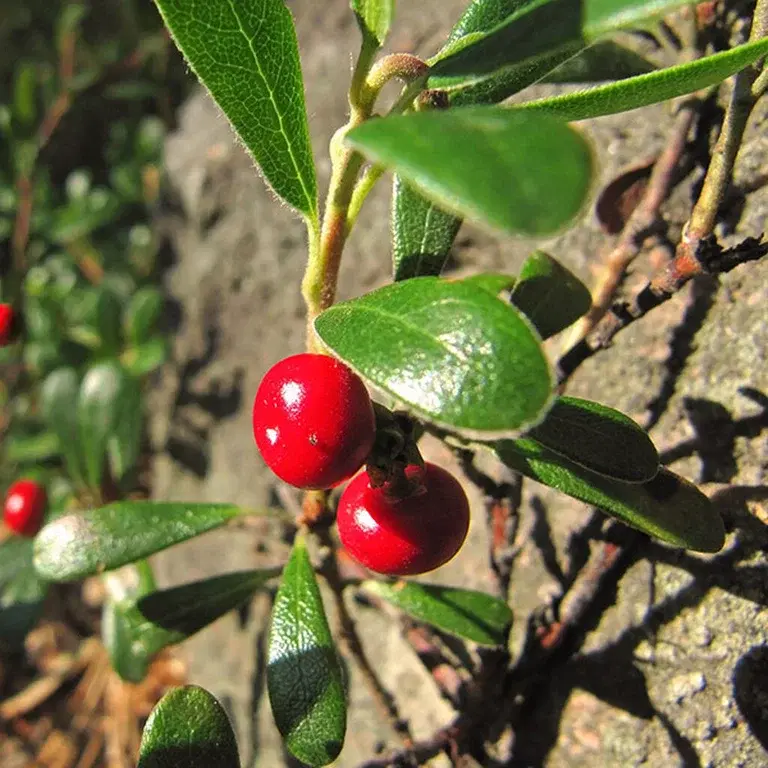 Cranberries – how to grow your own