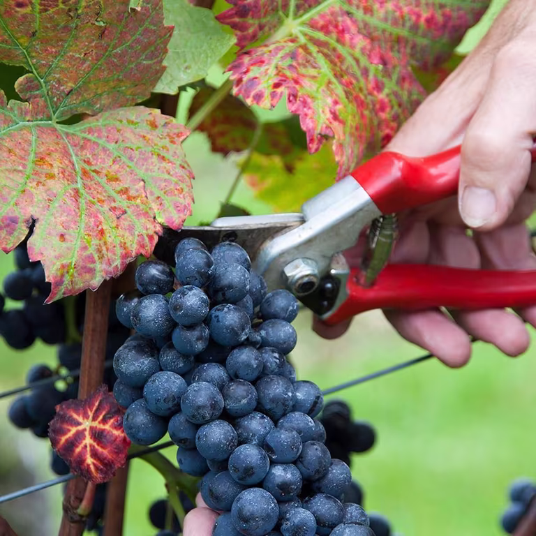 Vinranker og druer – slik dyrker du dine egne 