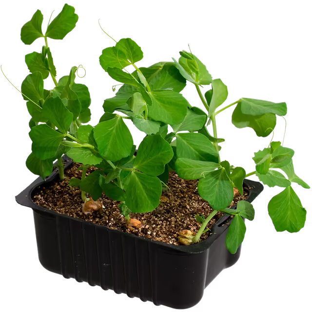 Vegetables and herbs