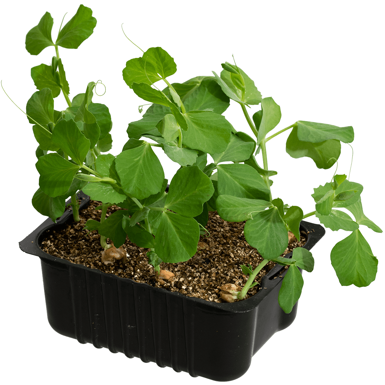 Grønnsaker og urter