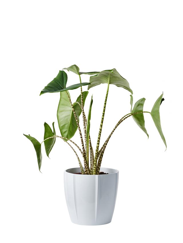 Andre grønne planter