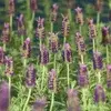 Sesongplanter