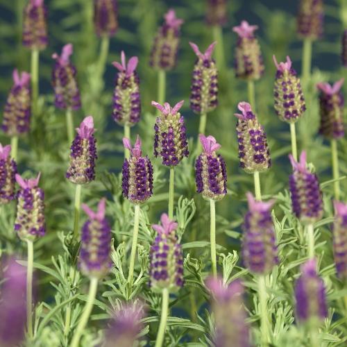 Seasonal plants