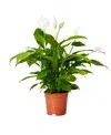 Other flowering plants