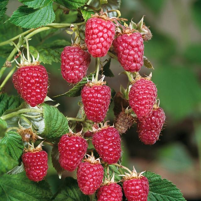 Berry bushes