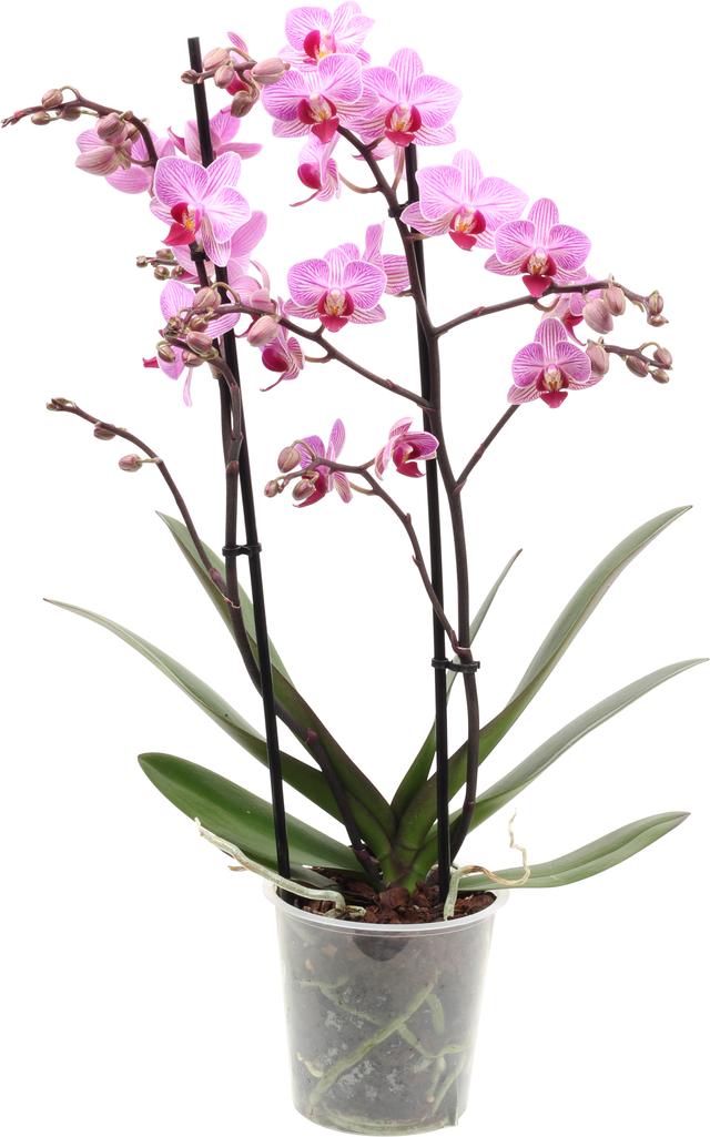 Orchids