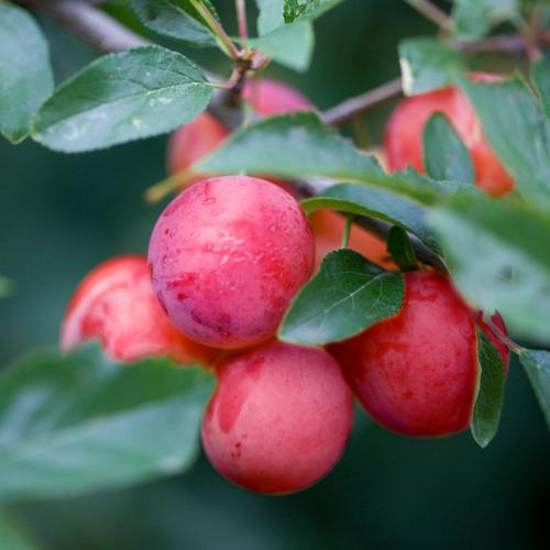 Fruit trees