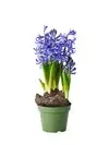 Bulbs in pot